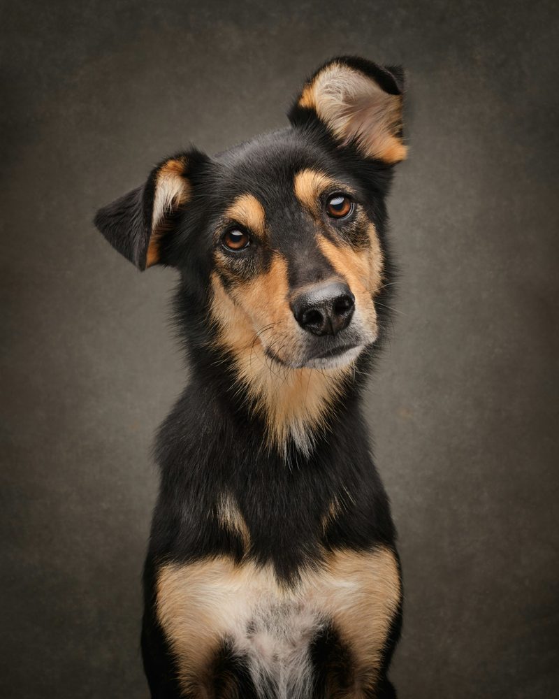 Portrait of a black and tan dog