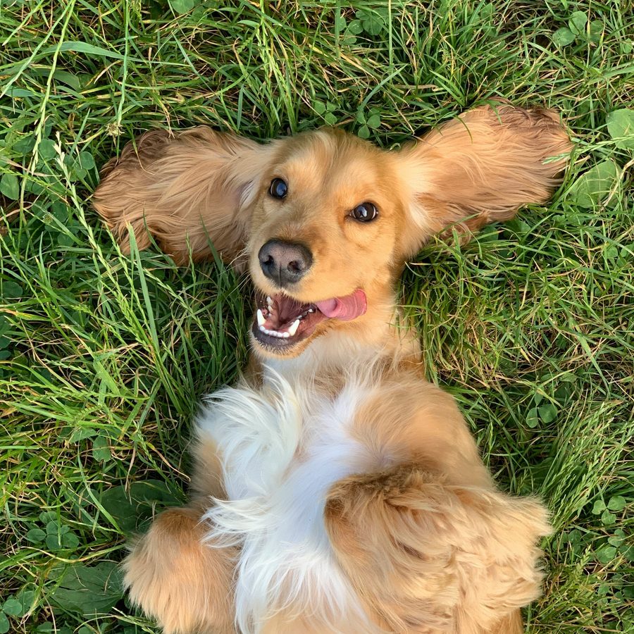 Cocker spaniel lying in grass