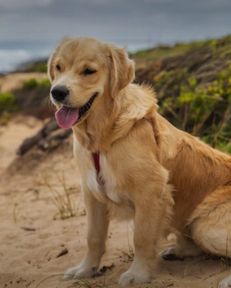 Golden retriever in a harness sitting on a beach