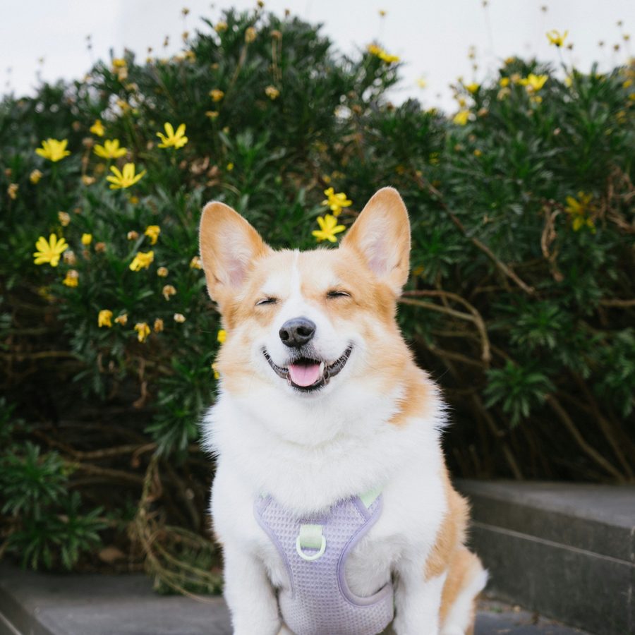Corgi wearing a harness